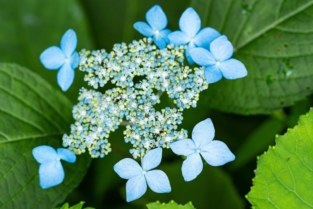 fiori azzurri di ortensia hydrangea serrata