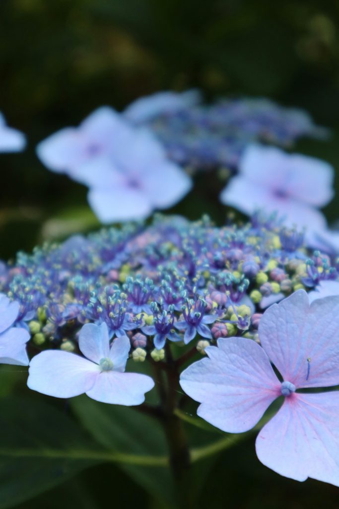 ortensia hydrangea serrata infiorescenze lacecap