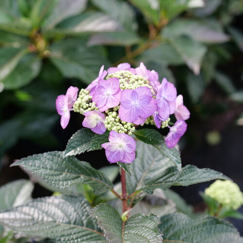 Infiorescenze lilla di Hydrangea serrata 'Tuff Stuff Top Fun'