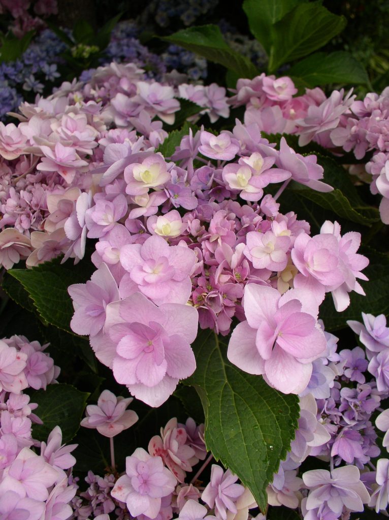 Hydrangea 'You&Me'