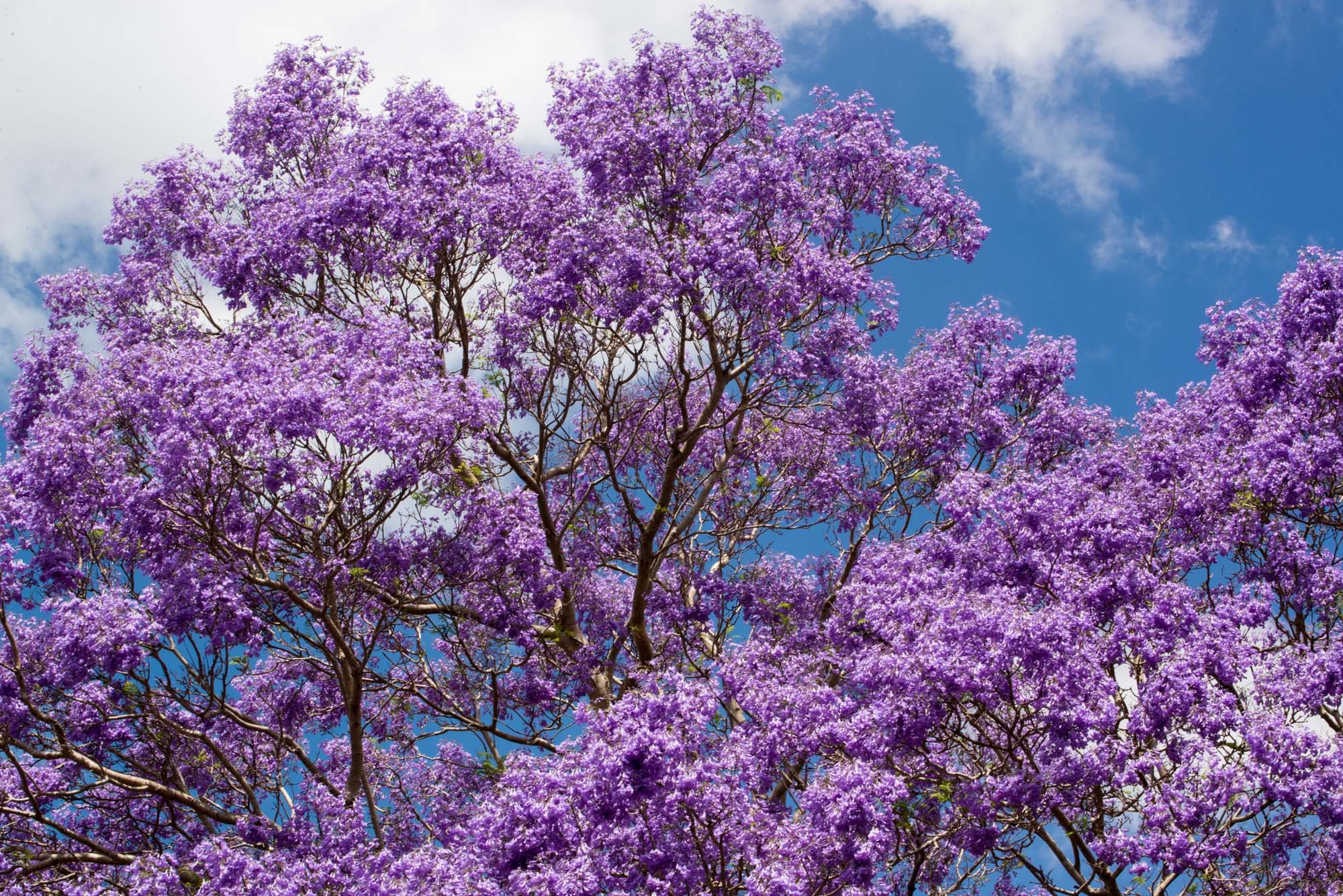 alberi di Jacaranda mimosifolia