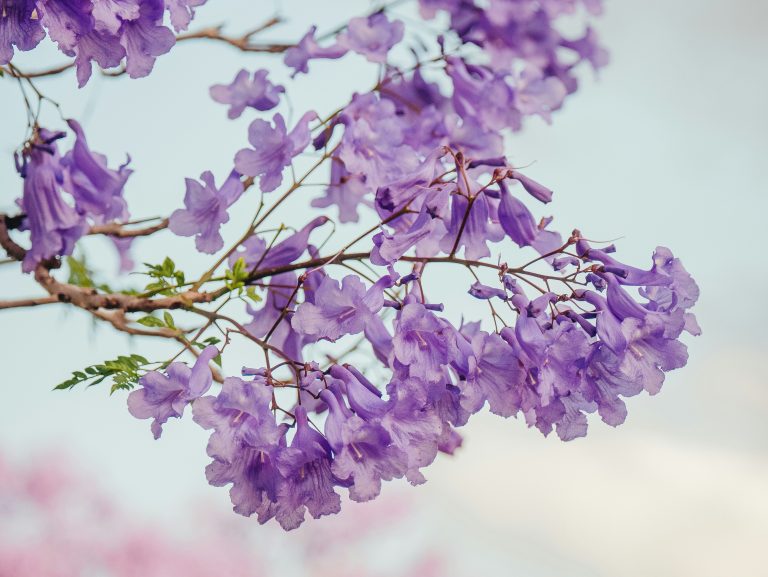fiori blu-viola di Jacaranda mimosifolia