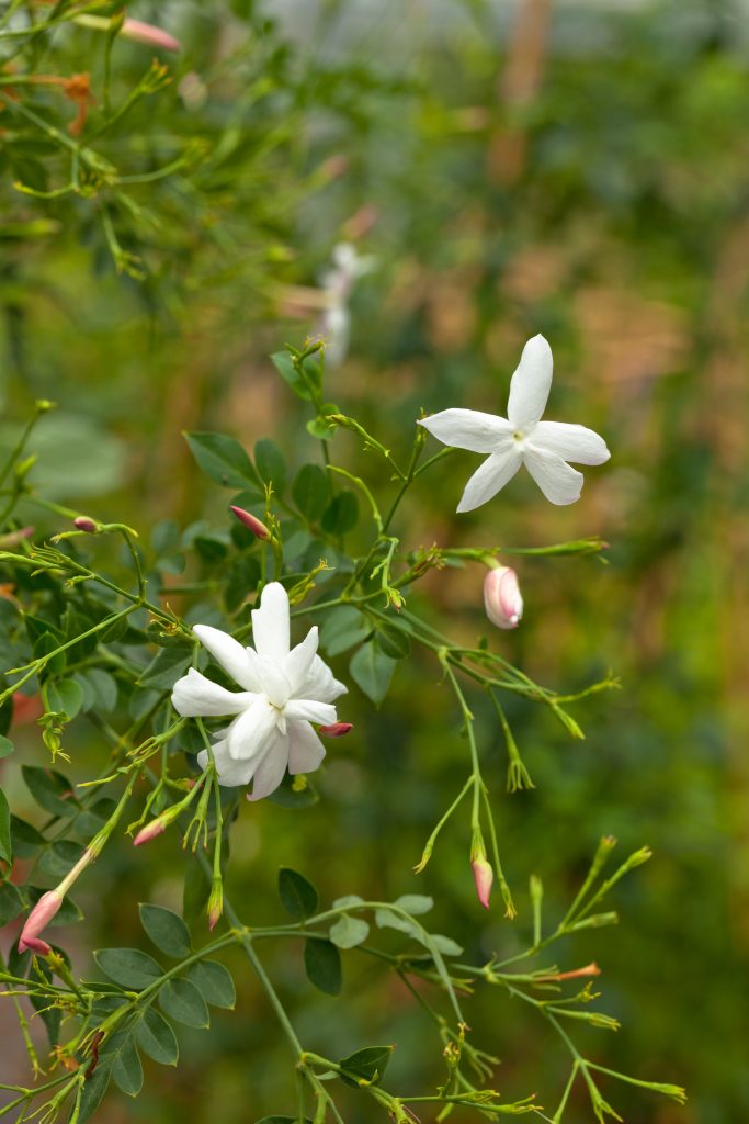 Jasminum grandiflorum