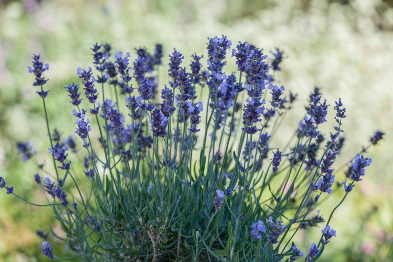 Lavanda Lavandula angustifolia 'Melissa Lilac'