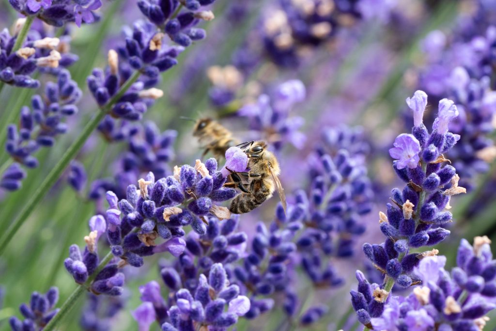 Lavandula angustifolia con ape