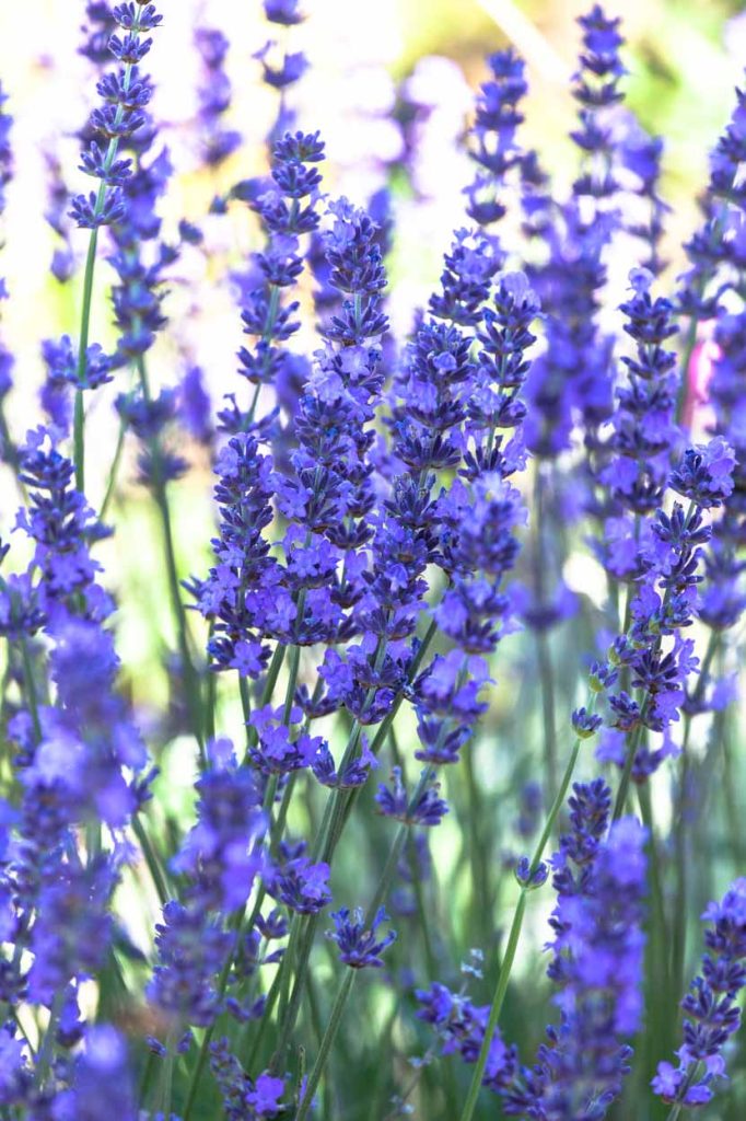 Lavandula angustifolia 'Diva'