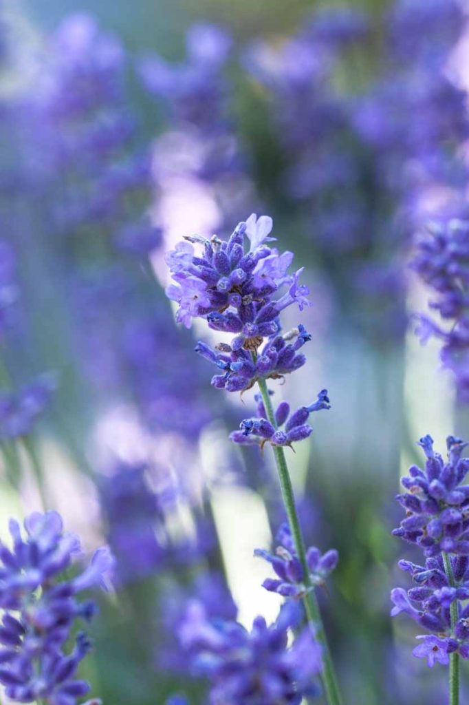 lavandula angustifolia 'pacific blue'