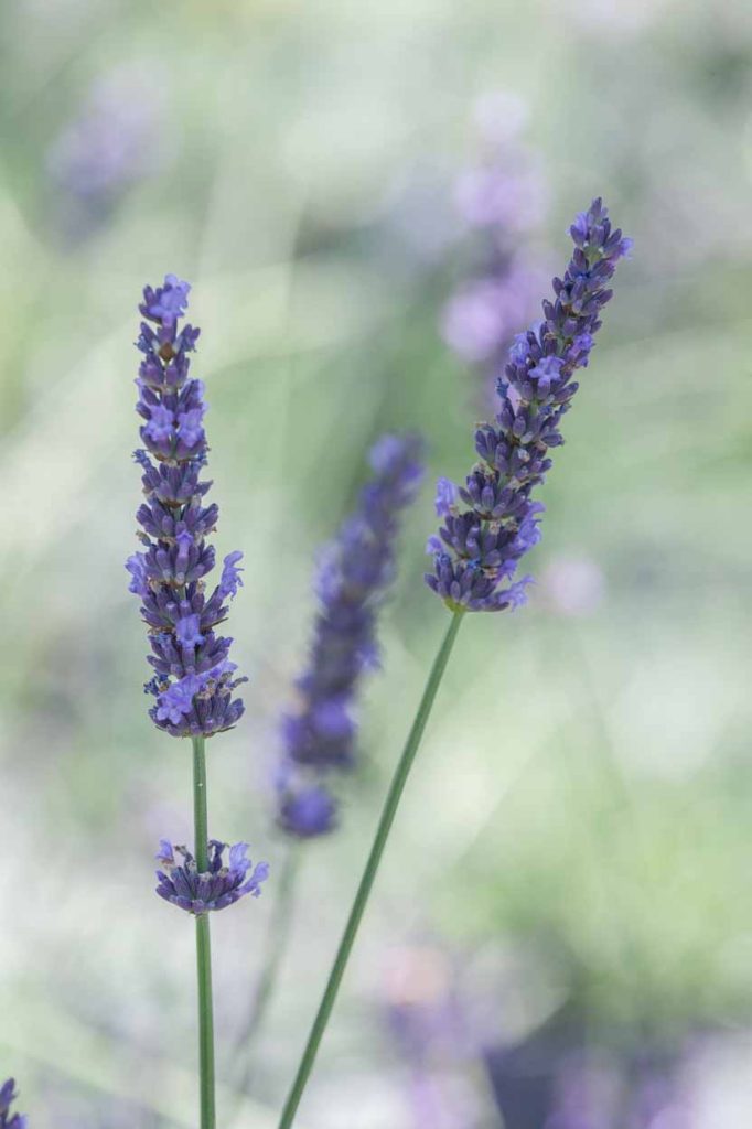 Lavanda Lavandula x intermedia 'Grosso'