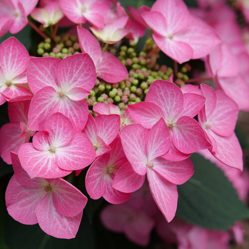 Infiorescenze rosa di Hydrangea serrata 'Let's Dance Hot Stepper'