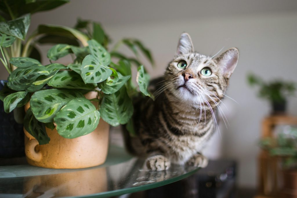 maranta in vaso con gatto