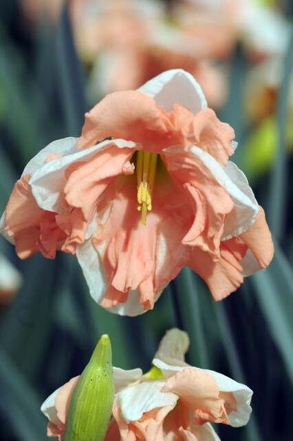 Narcissus split-corona 'Apricot Whirl'