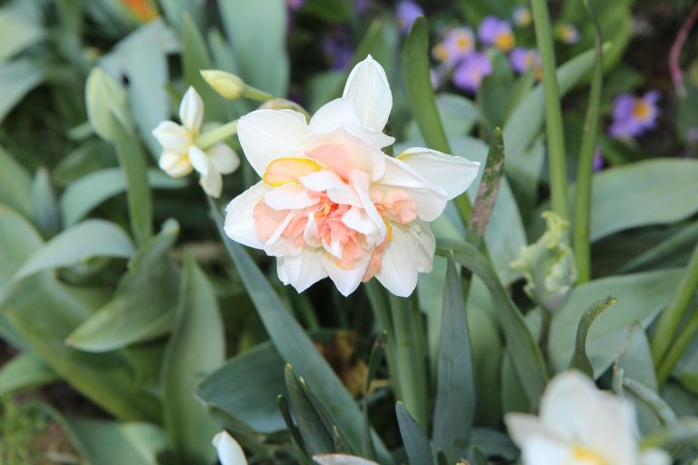 Narcissus split-corona sp. bianco e arancione