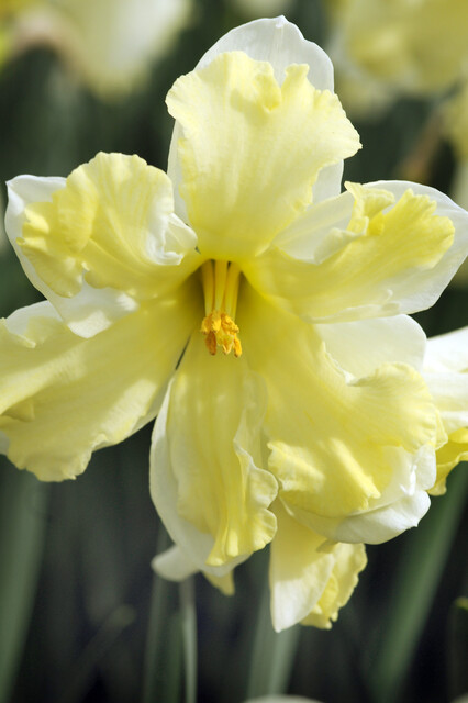 Narcissus split-corona 'Cassata'