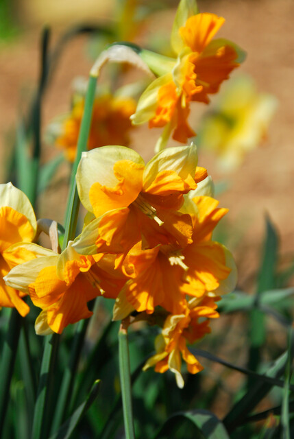 Narcissus split-corona 'Mondragon'