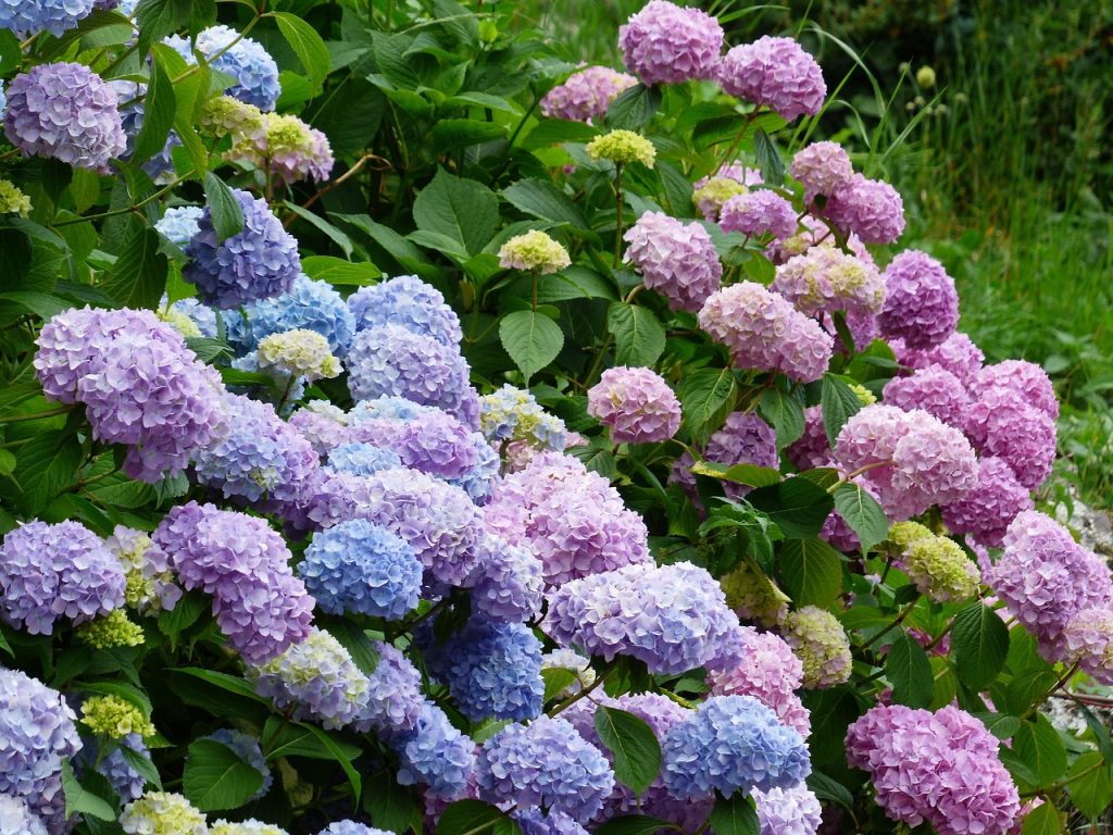 fiori di ortensia blu, rosa e viola 