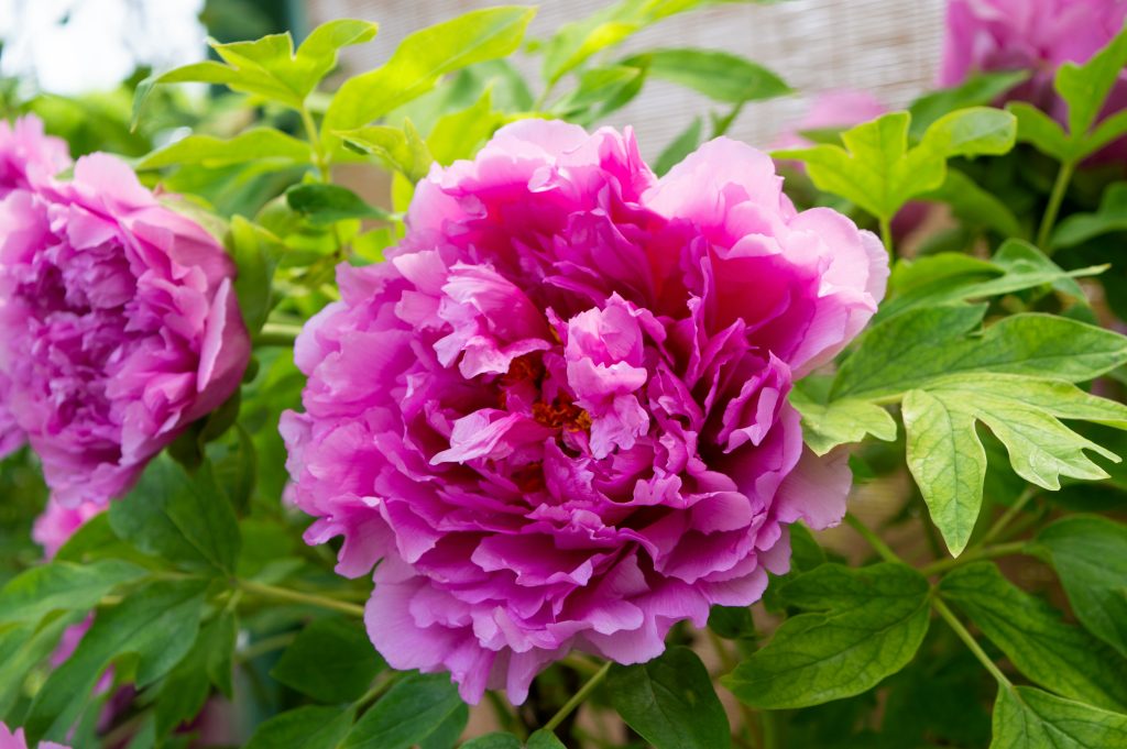 fiore rosa accesso di peonia