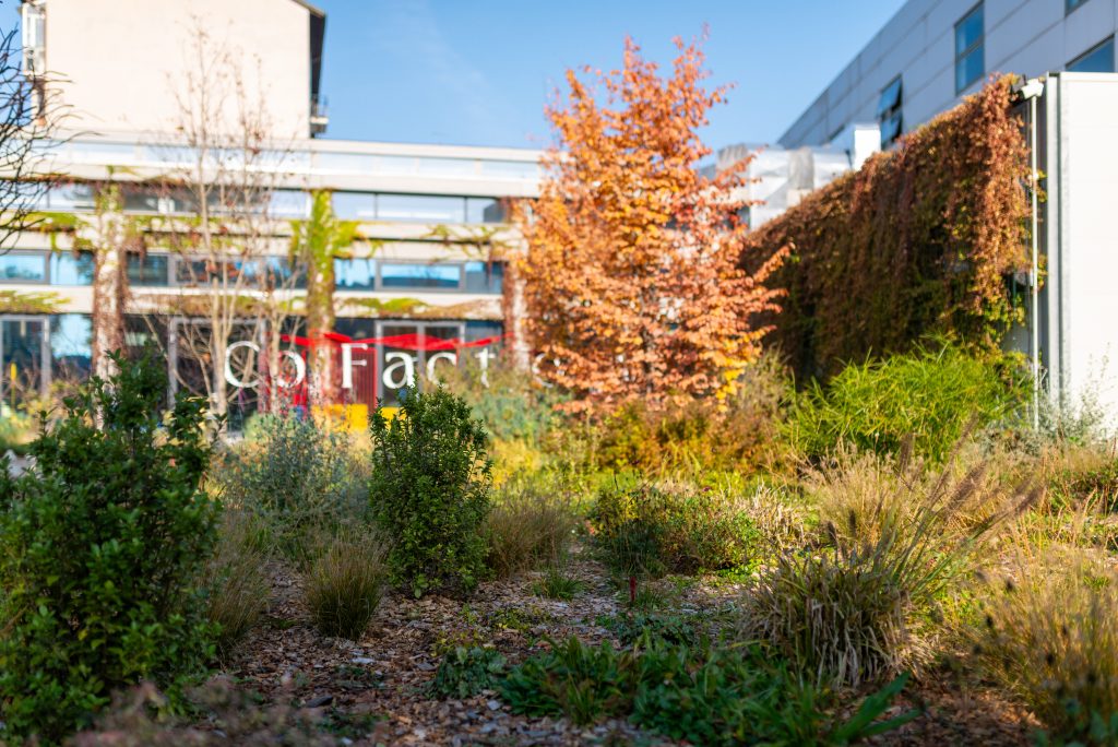 corte verde a certosa con erbacee perenni, graminacee