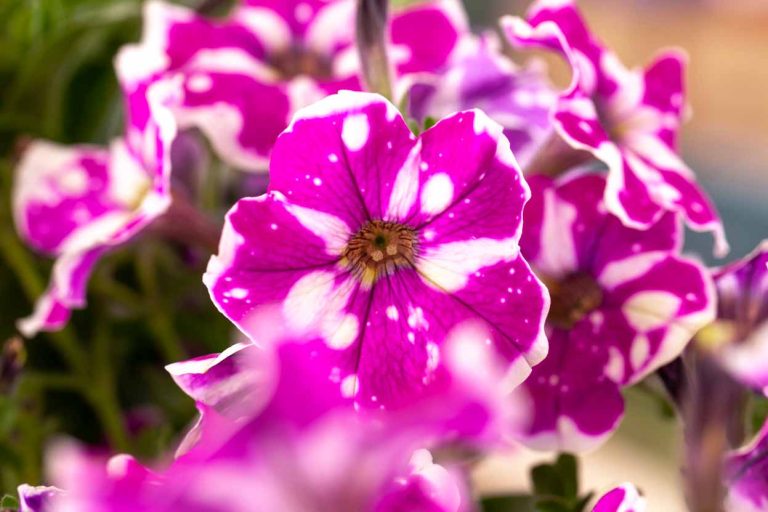 Petunia 'Galaxy Rosa'