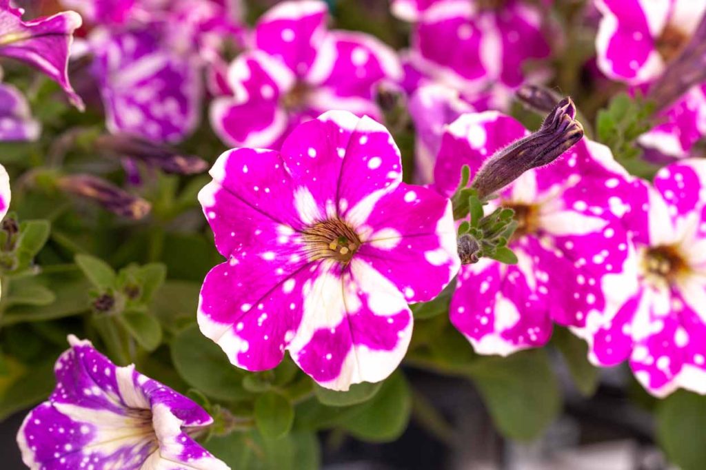 Petunia 'Galaxy rosa'