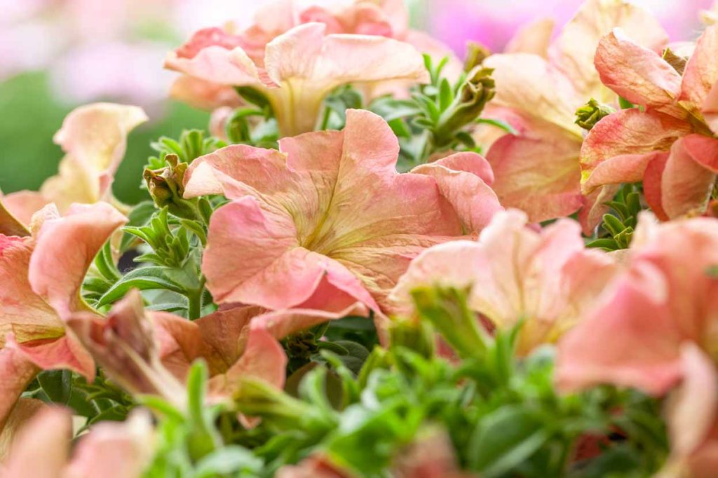 Petunia 'Profumia Albachiara'