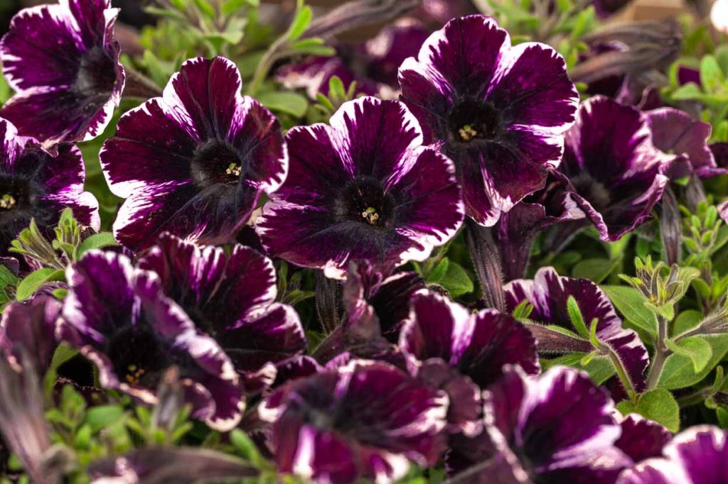 Petunia 'Sweetunia Miss Marvellous'