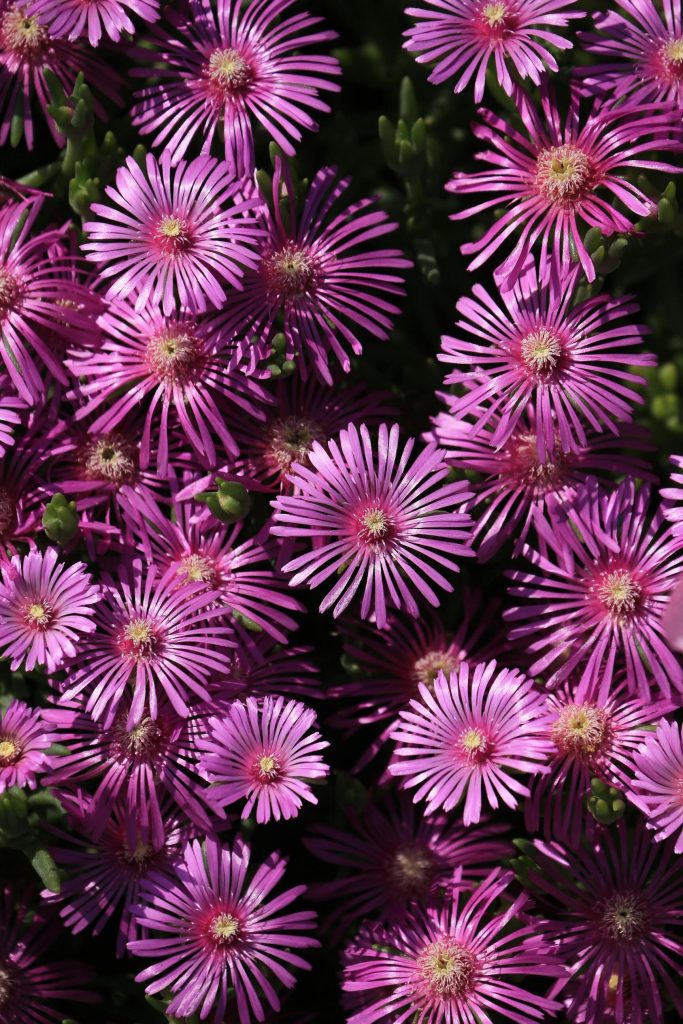 fiori di mesembrantemum viola