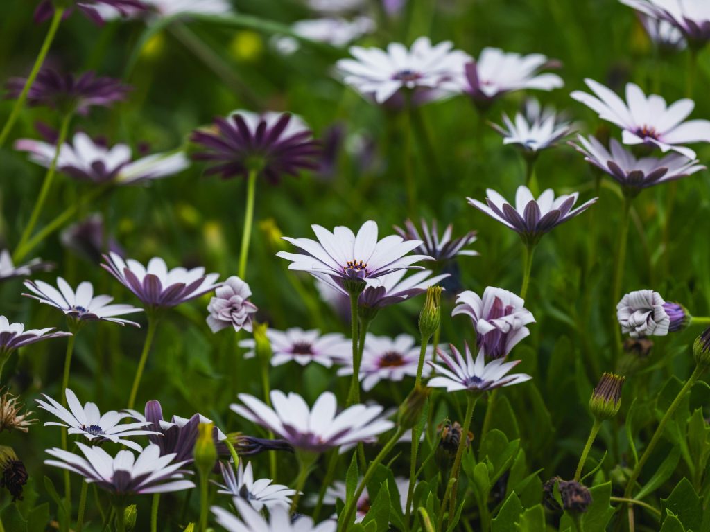 dimorphoteca foto pexels fiori