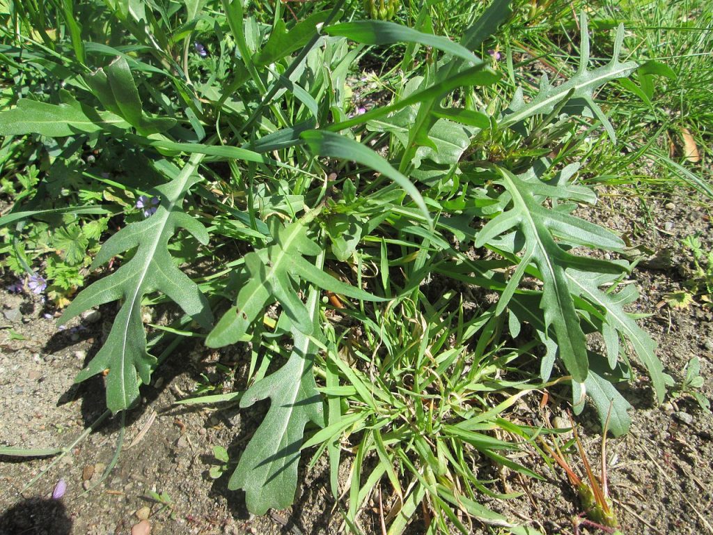 rucola selvatica ruchetta
