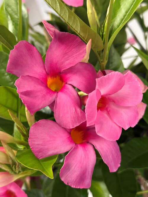 fiori rosa di Sundenia® SUPREMA Vivid Pink