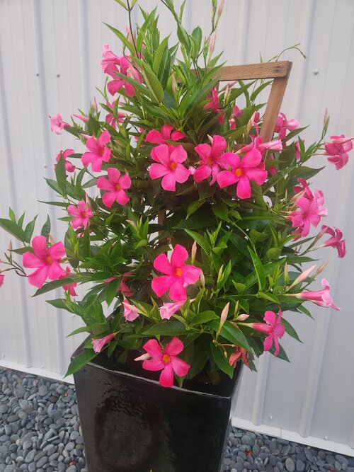 Sundenia® SUPREMA Vivid Pink