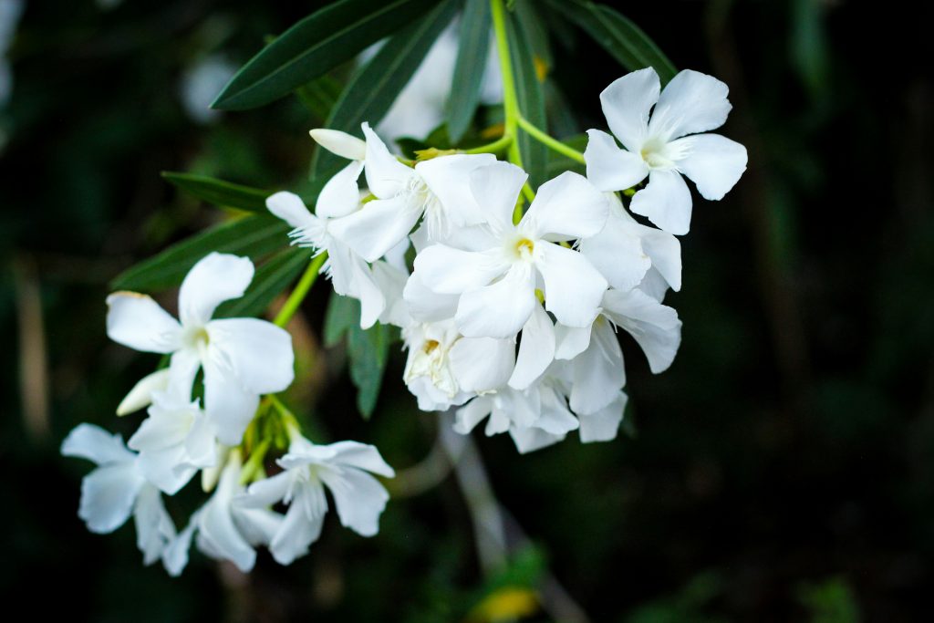 Trachelospermum jasminoides 