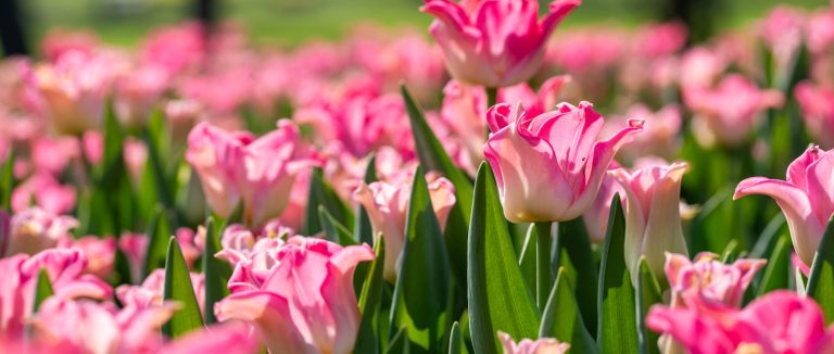 campo di tulipani rosa