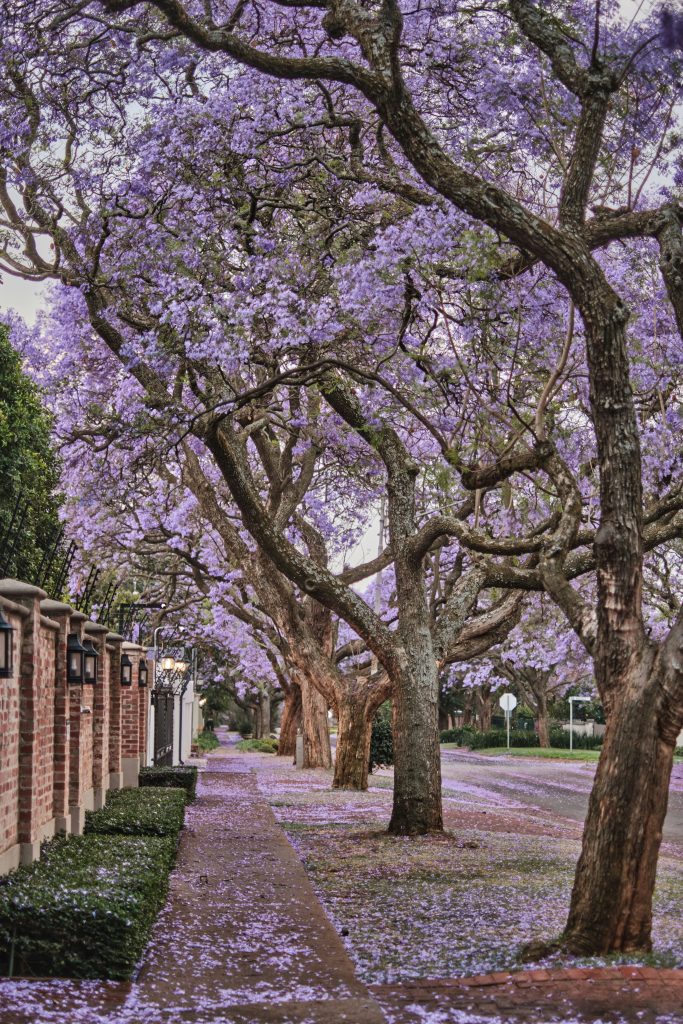 viale con Jacaranda mimosifolia