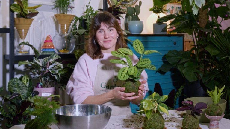 Kokedama