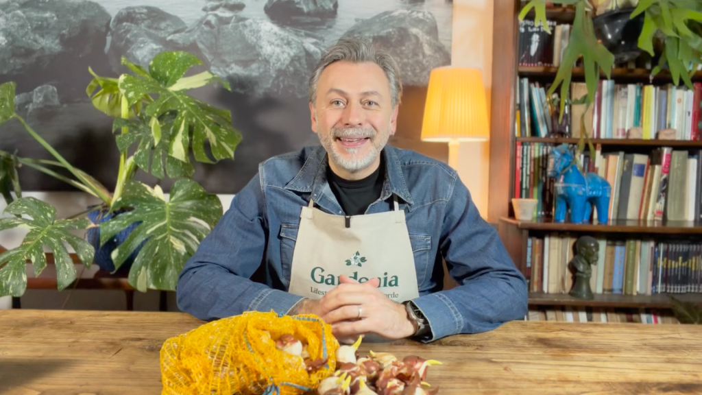 Tutto sui tulipani