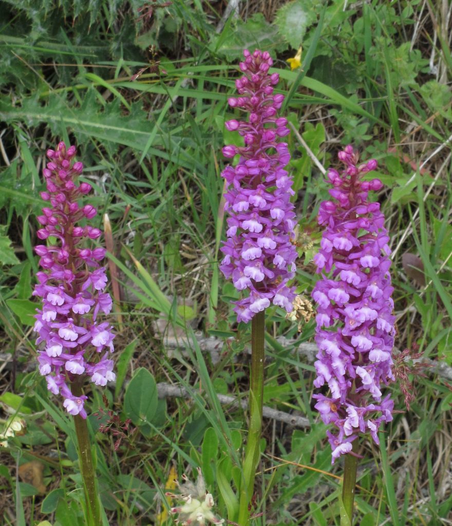 gymnadenia conopsea orchidea spontanea