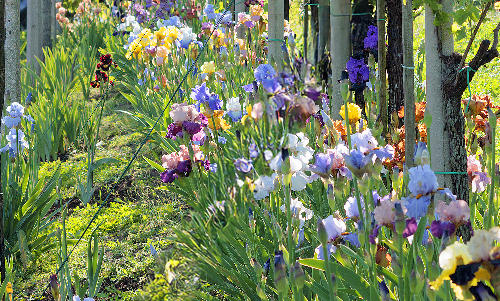 iris sotto un vigneto