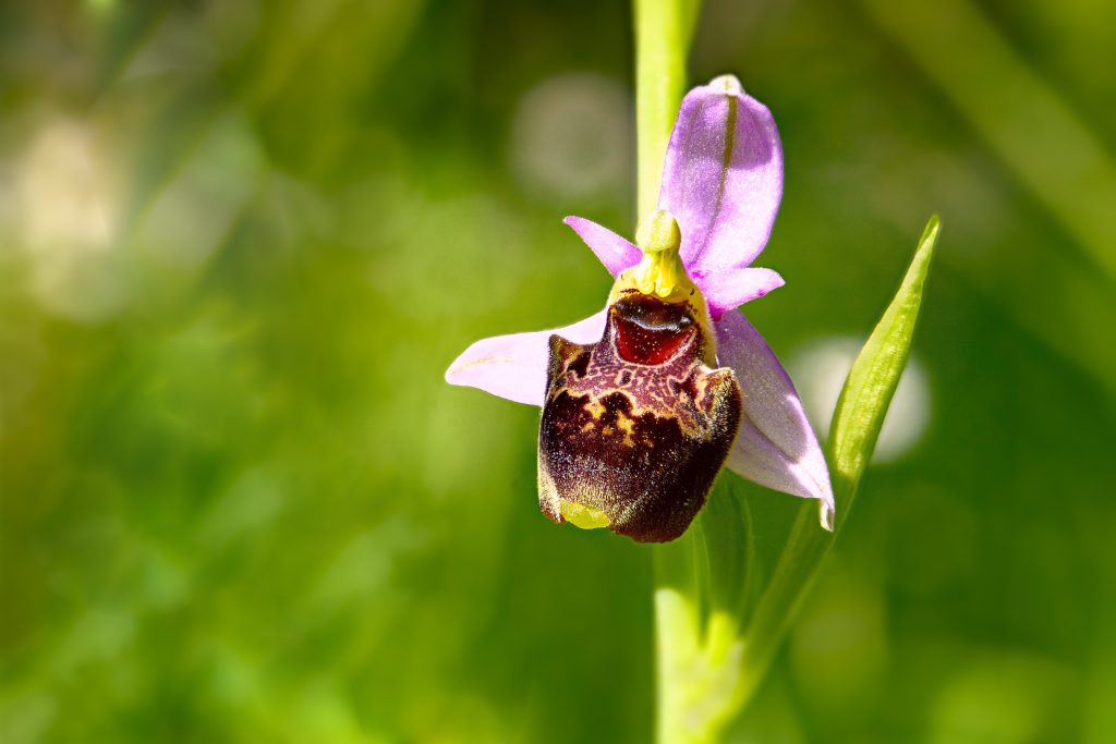 Ophrys fuciflora