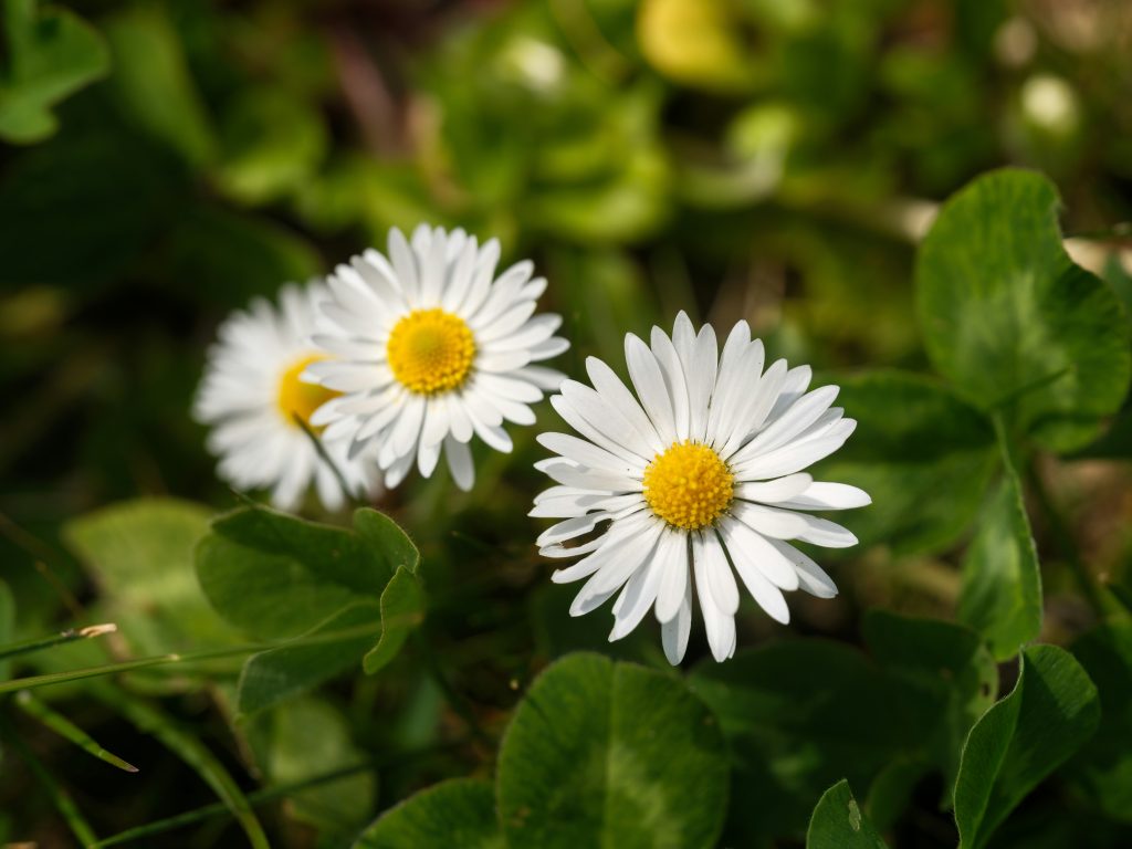 margherite bellis perennis
