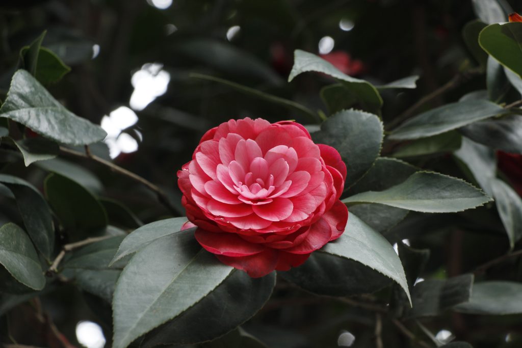 fiore rosso-rosa di camelia japonica