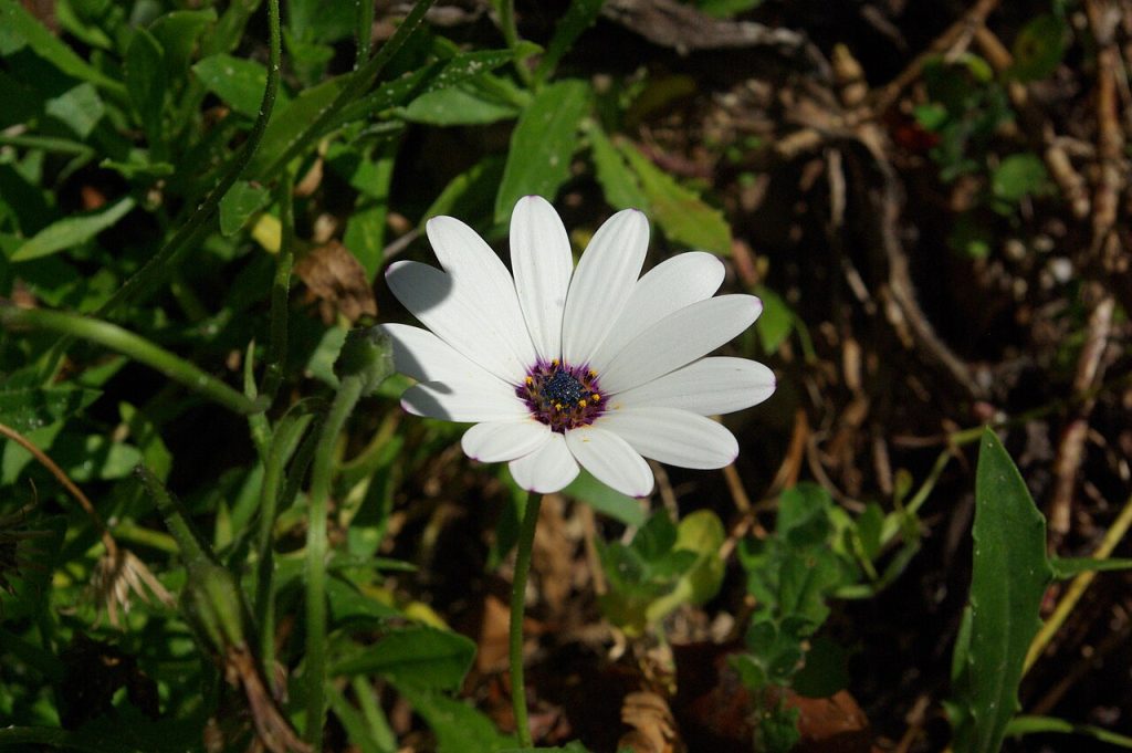 fiori di dimorphoteca bianco