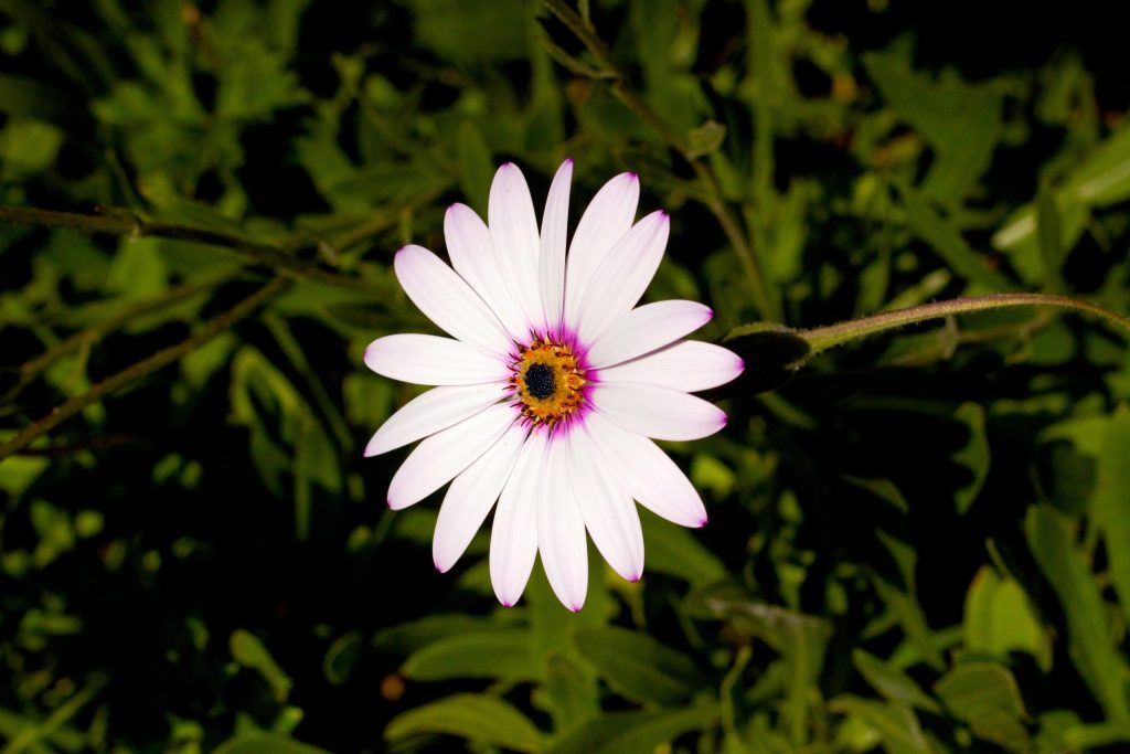 fiore bianco di dimorfoteca