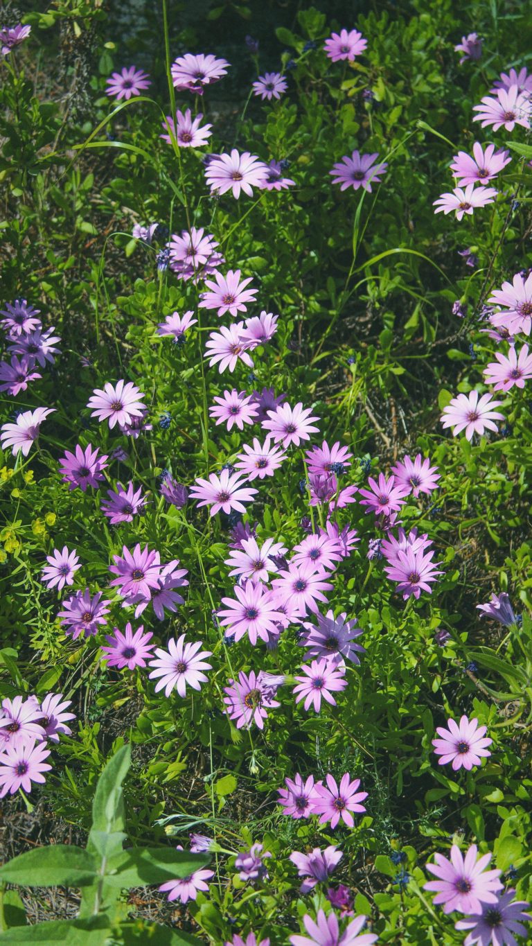 fiori rosa di dimorfoteca in un prato