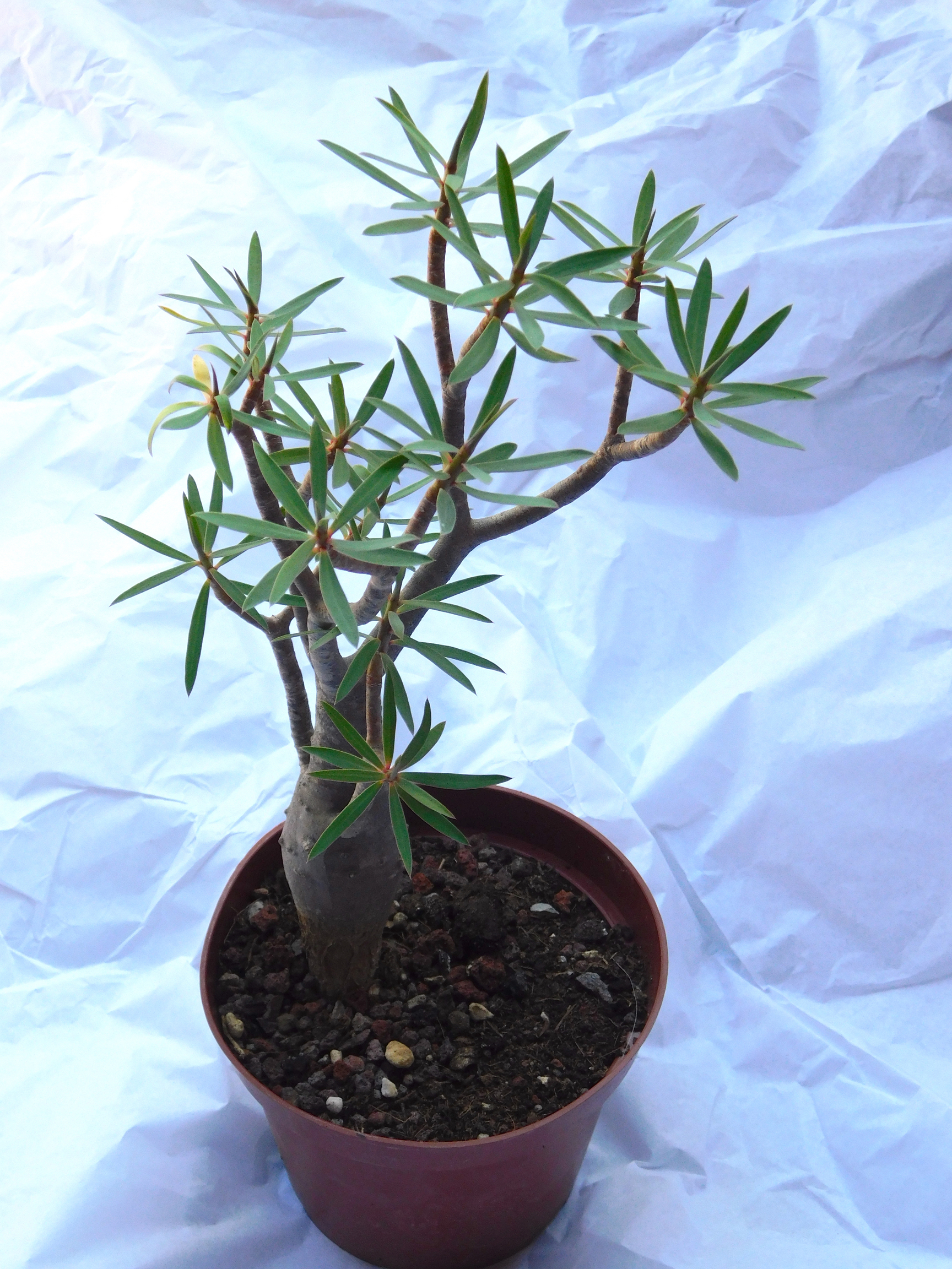 Euphorbia balsamifera