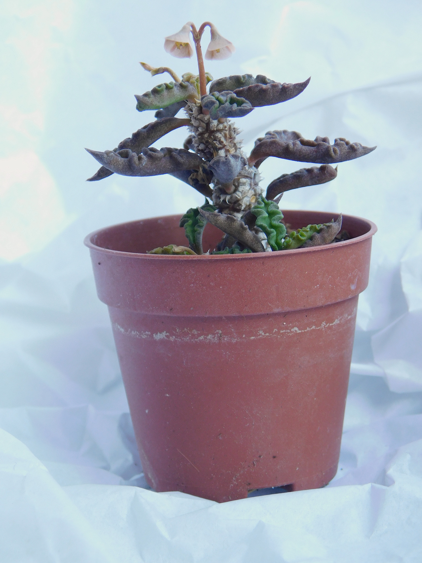 Euphorbia decaryi