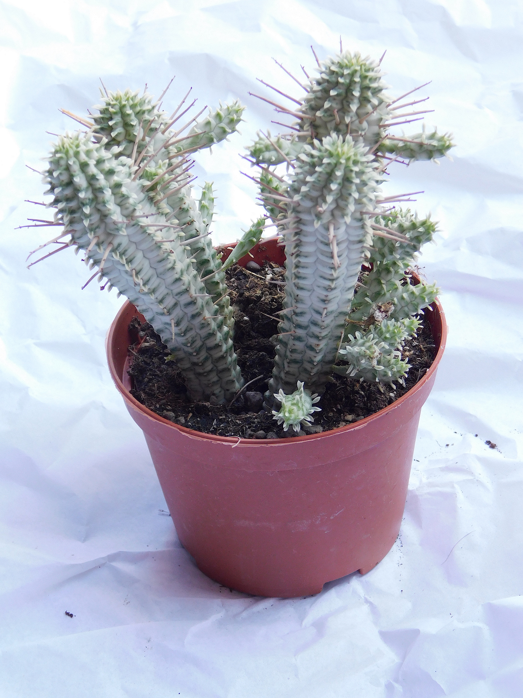 Euphorbia mammillaris 'Variegata'