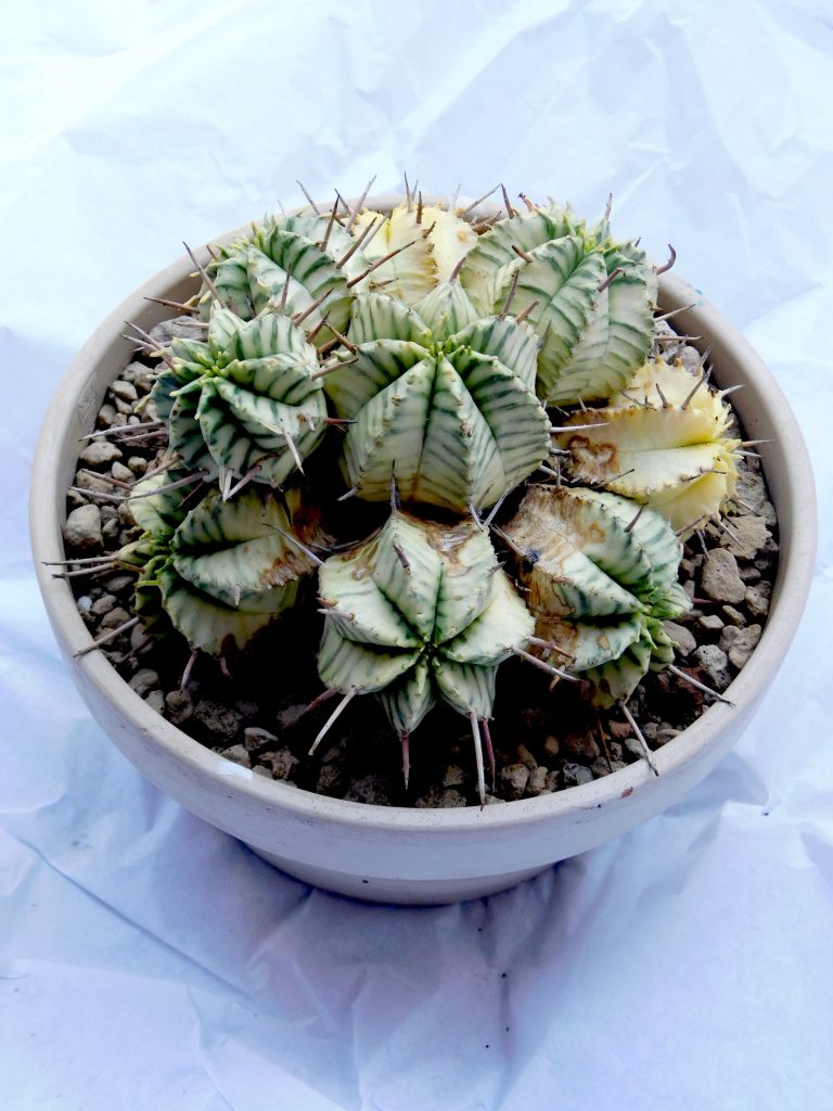 Euphorbia meloformis 'Variegata'