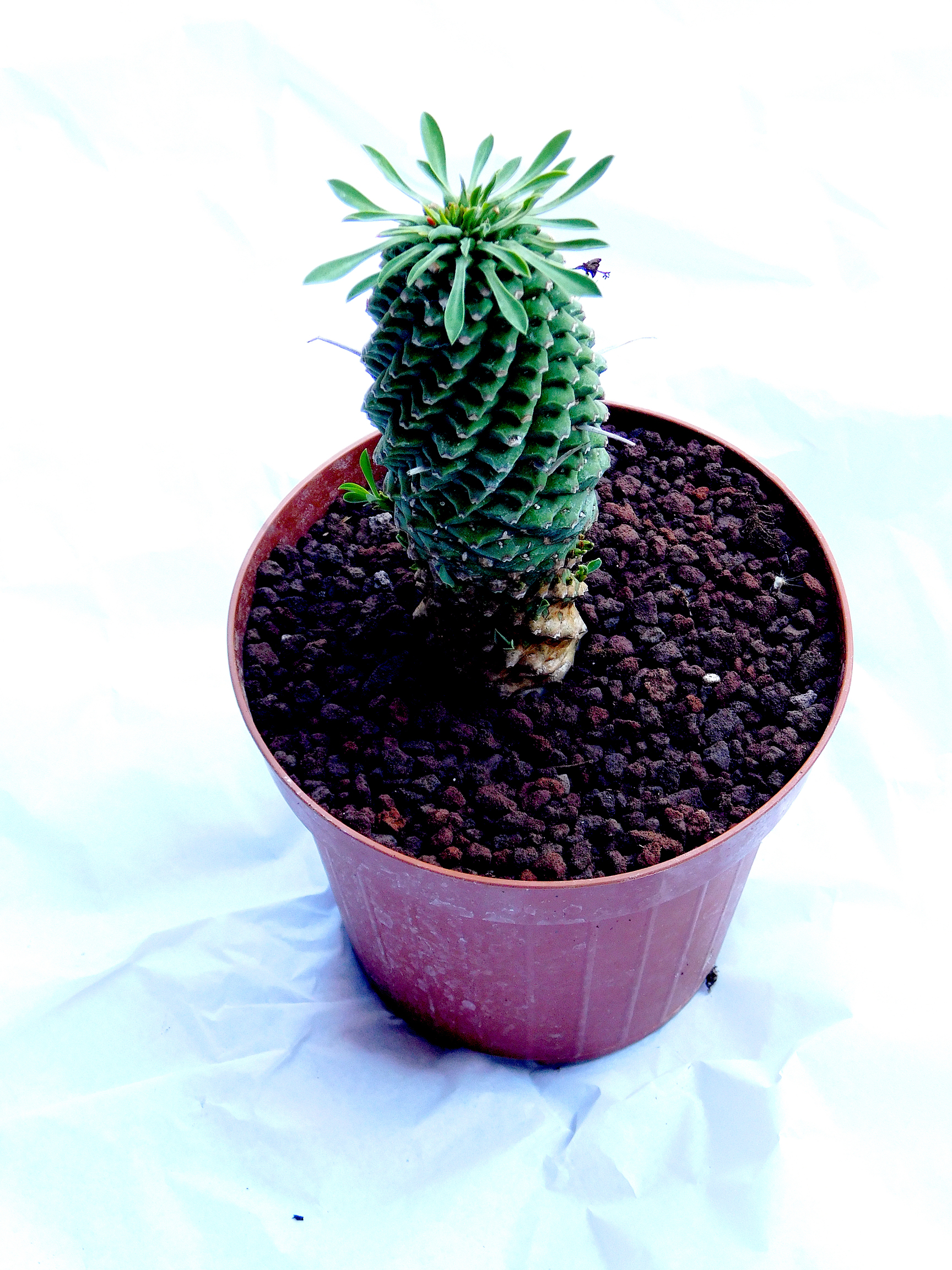 Euphorbia 'Sotetsu-kirin'