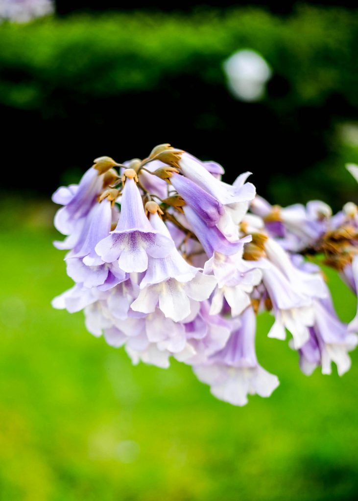 fiori di paulownia