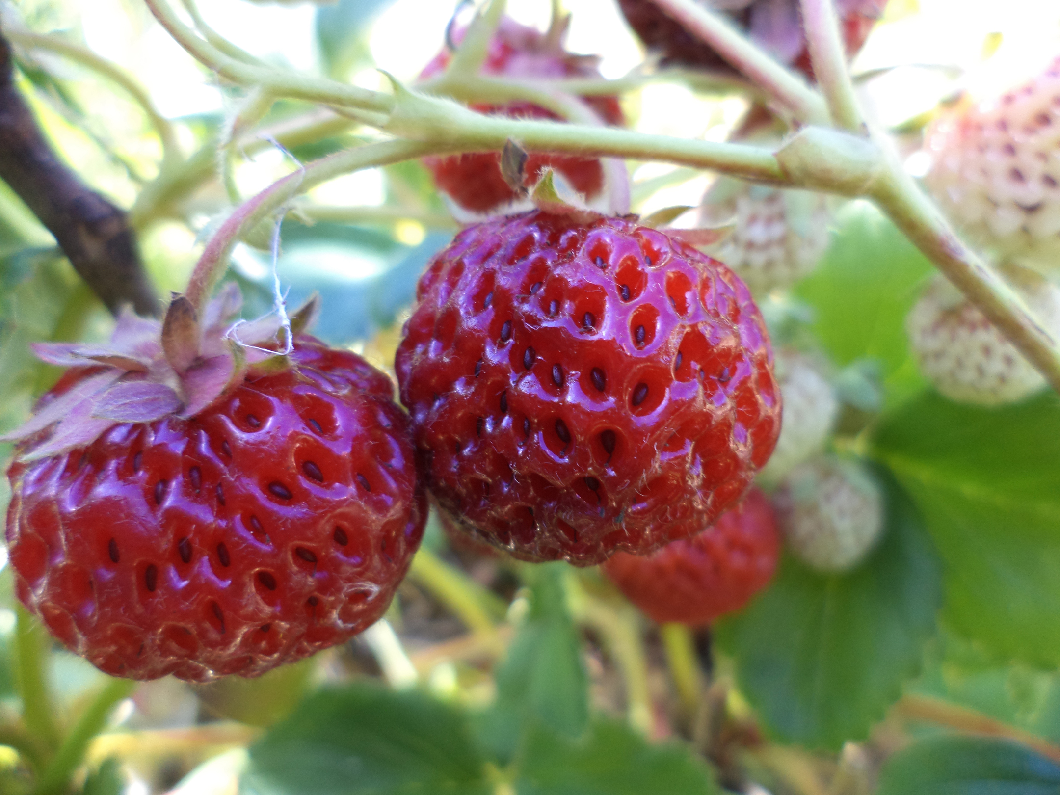F. 'Framberry'